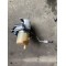 Pompa servo Volvo S40 2008-2012 30748170 4N513K514DS 36050678